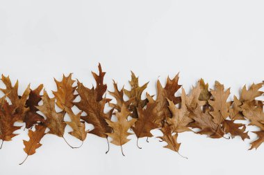 Minimum sonbahar sonbahar kompozisyonu. Beyaz arkaplanda kurumuş meşe yaprakları