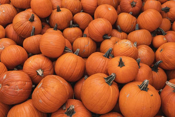 Massor Färgglada Orange Pumpor Höstens Höstnedgång Säsongsmönster Sammansättning — Stockfoto