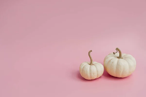 Malé Dekorativní Dýně Pastelově Růžovém Pozadí Podzim Podzim Díkůvzdání Nebo — Stock fotografie