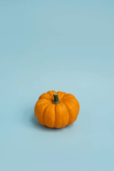 Beautiful Decorative Pumpkin Light Blue Background Autumn Fall Season Concept — Stock Photo, Image