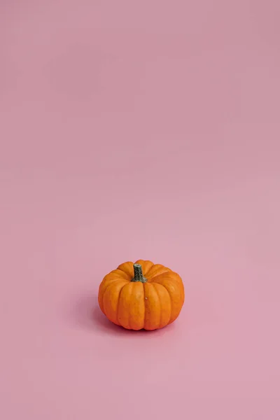 Pastel Pembe Arka Planda Küçük Dekoratif Balkabağı Sonbahar Sonbahar Şükran — Stok fotoğraf