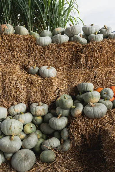 许多收获的白色南瓜堆在农贸市场上 秋天季节背景 — 图库照片