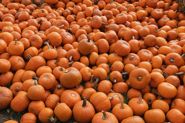 カラフルなオレンジ色のカボチャがたくさん 秋の季節パターン構成 — ストック写真