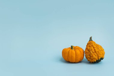 Açık mavi arka planda küçük dekoratif balkabakları. Sonbahar, sonbahar, Şükran Günü ya da Cadılar Bayramı konsepti. Boşluğu kopyala