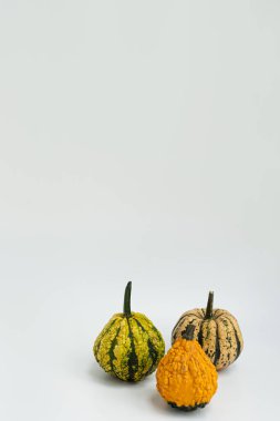 Dekoratif balkabakları. Estetik sonbahar, sonbahar, şükran günü, kopya alanı ile cadılar bayramı yaratıcı kavramı