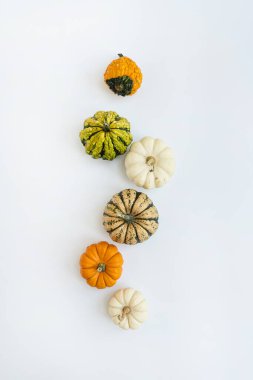 Dekoratif balkabakları. Estetik sonbahar, sonbahar, şükran günü, kopya alanı ile cadılar bayramı yaratıcı kavramı