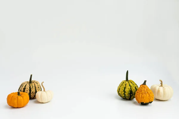 Pequenas Abóboras Decorativas Fundo Branco Outono Outono Ação Graças Conceito — Fotografia de Stock
