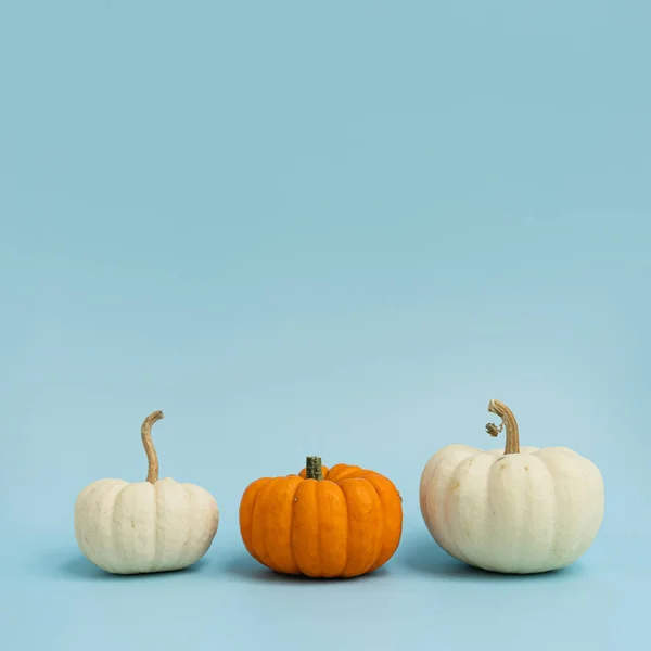 Dýně Dekorativní Estetický Podzim Podzim Díkůvzdání Halloween Kreativní Koncept Kopírovacím — Stock fotografie