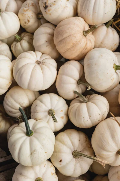 農家市場で収穫された多くの白いカボチャの山 秋の季節の背景 — ストック写真