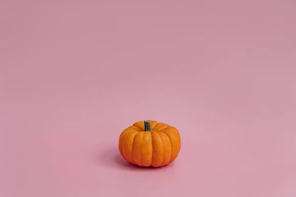 Schöner Dekorativer Kürbis Auf Pastellrosa Hintergrund Herbstsaisonkonzept — Stockfoto