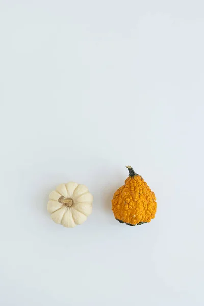 Belas Abóboras Decorativas Fundo Branco Conceito Época Outono — Fotografia de Stock