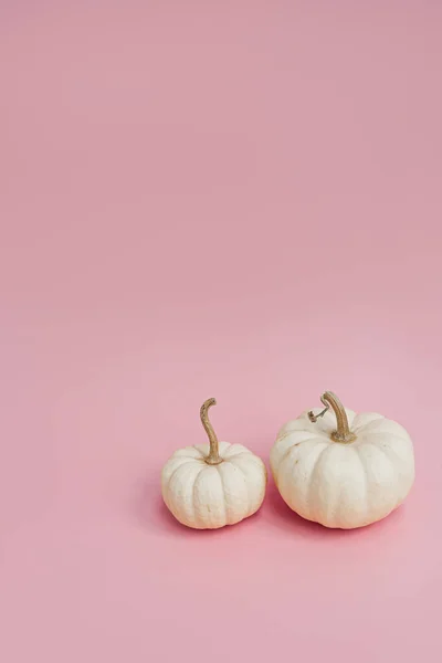 Маленькие Декоративные Тыквы Розовом Фоне Осень Осень День Благодарения Хэллоуин — стоковое фото