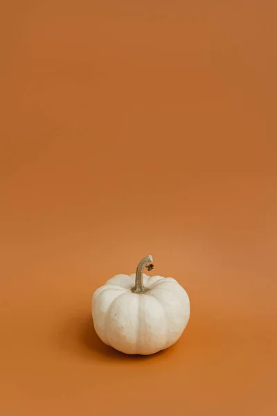 Piccola Zucca Decorativa Sfondo Arancione Rosso Autunno Autunno Ringraziamento Halloween — Foto Stock