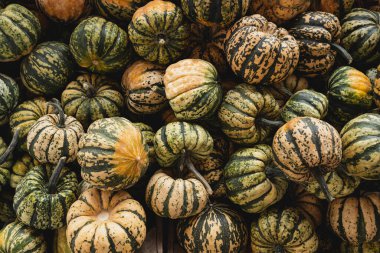 Çiftçi pazarında toplanmış bir sürü çizgili balkabağı yığını. Sonbahar mevsimsel arka plan