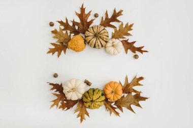 Kurumuş meşe yapraklarından, meşe palamutlarından, beyaz arka planda balkabaklarından yapılmış yuvarlak çerçeve çelengi ve boş kopya alanı. Düz yatış, üst görünüm modeli