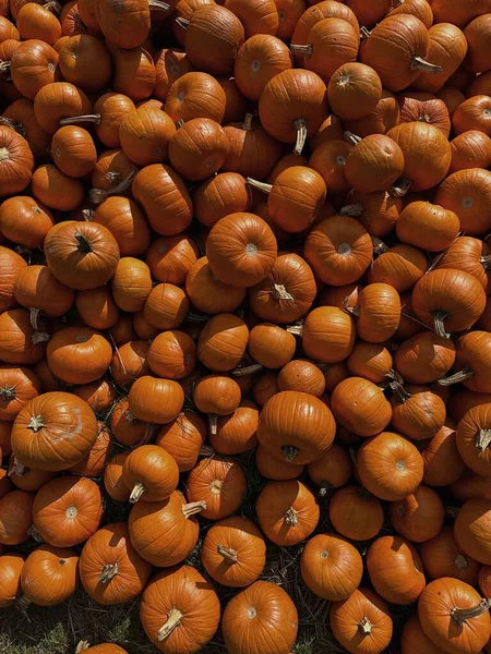 农民市场上有很多桔子南瓜 Pumpkins背景 — 图库照片