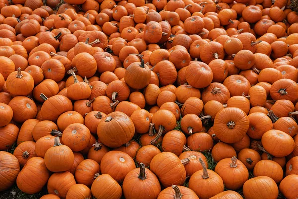 Mucchio Molte Zucche Arancioni Raccolte Mercato Agricolo Autunno Caduta Stagionale — Foto Stock