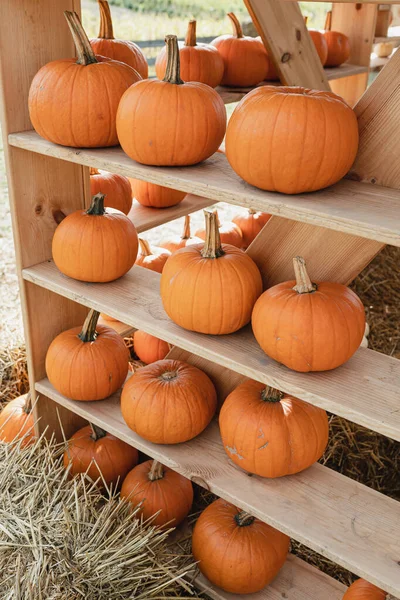 木製のシェルフにオレンジ色のカボチャを積んだ秋の収穫コンセプト — ストック写真
