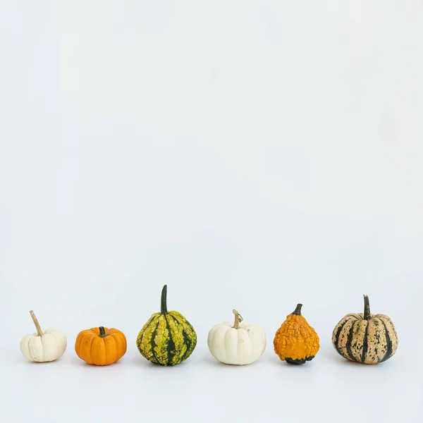 Piccole Zucche Decorative Sfondo Bianco Autunno Autunno Ringraziamento Halloween Copia — Foto Stock