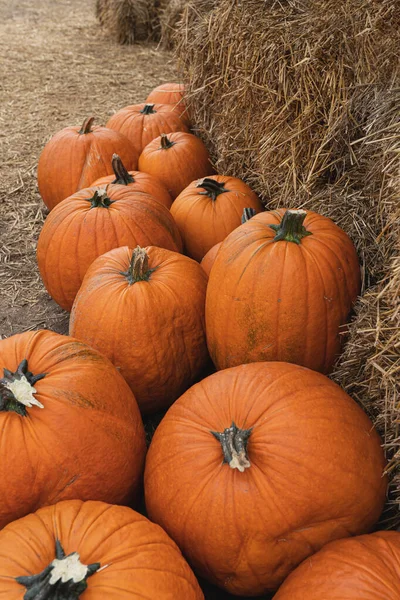 Spousta Barevných Oranžových Dýní Podzimní Podzimní Sezónní Skladba — Stock fotografie