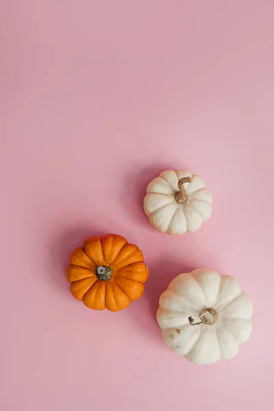 Krásné Dekorativní Dýně Pastelově Růžovém Pozadí Koncept Podzimního Období — Stock fotografie