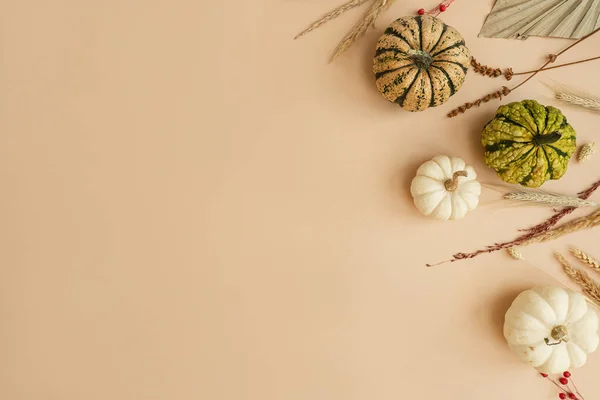 Decorative pumpkins and dried grass on pastel background. Aesthetic autumn, fall, thanksgiving, halloween creative concept with blank mockup copy space