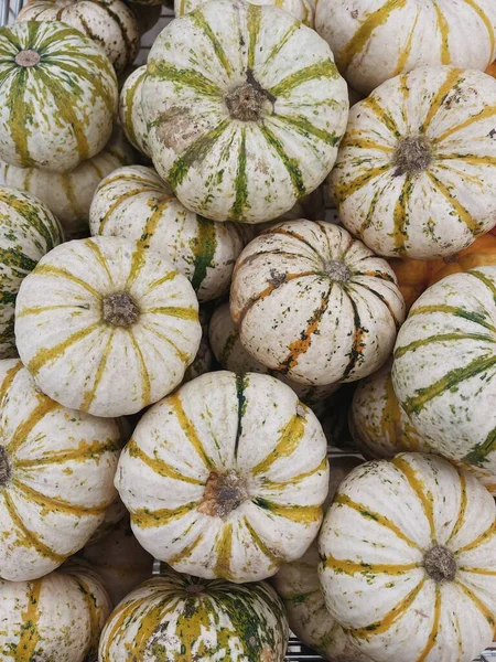 Weiße Kürbisse Squash Muster Hintergrund Flache Lage Draufsicht Herbst Saisonale — Stockfoto