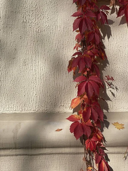 红色的秋天树叶和阳光的阴影在中性的米黄色墙壁上 美丽的花 轮廓背景 — 图库照片
