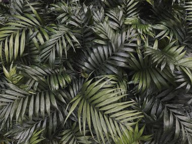 Tropical exotic palm leaves background. Aesthetic minimal floral composition