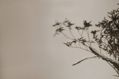 Kurumuş çiçek buketine yakın çekim ve nötr bej duvarda bulanık güneş ışığı gölgeleri. Estetik çiçek arkaplanı