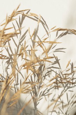 Güzel bej rengi kuru otlar beyaz arka planda güneş ışığı gölgeleriyle buket oluşturur. Estetik minimum çiçek bileşimi
