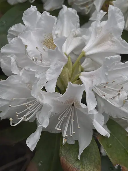 Schöne Weiße Blütenknospen Köpfe Und Grüne Blätter Ästhetische Blumen Hintergrund — Stockfoto