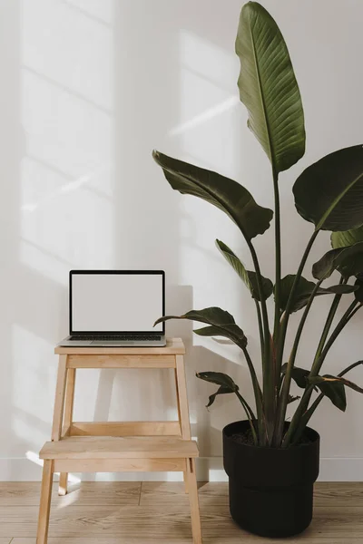 Aesthetic sunlight shadows on the wall. Blank screen laptop computer with copy space. Tropical plant in flowerpot. Influencer lifestyle blog