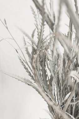 Beyaz arka planda beyaz kurumuş çiçek dalları. Düz konum, üst görünüm minimal çiçek bileşimi