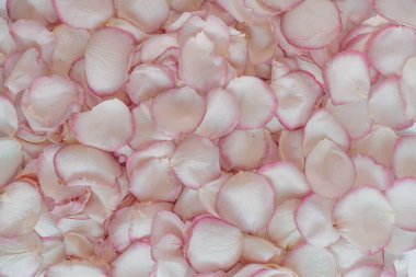 Çiçek deseni pembe gül yapraklarından yapılmış. Estetik asgari çiçek arkaplanı