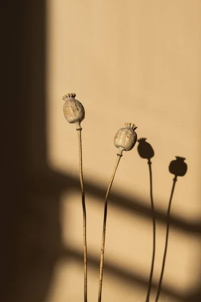 Aesthetic Elegant Poppy Stems Warm Sunlight Shadows Pastel Beige Background — Stock Photo, Image