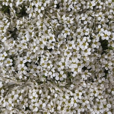 Papatya çiçeği desenli arka plan. Soyut doğa, çiçek dokusu