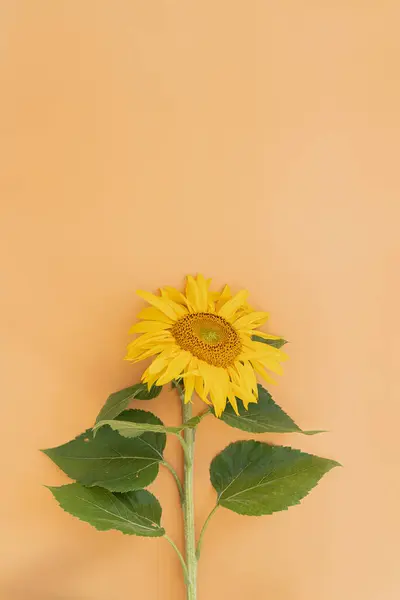 Sunflower on peach background. Flat lay, top view