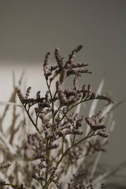 Tarafsız bej duvarda güneş ışığı gölgelerinde estetik kurutulmuş çimen buketi. Minimum Parisli titreşimleri çiçek kompozisyonu