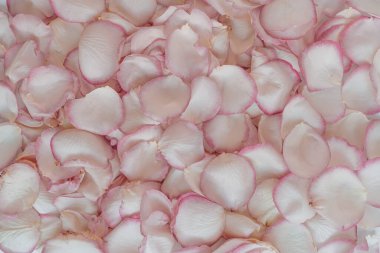 Pembe gül yaprağı desenli çiçek kompozisyonu. Flatlay, üst görünüm