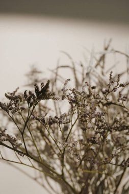 Kurumuş çimen buketi güneş ışığı gölgesinde koyu renkli bej duvarda. Estetik minimum çiçek bileşimi