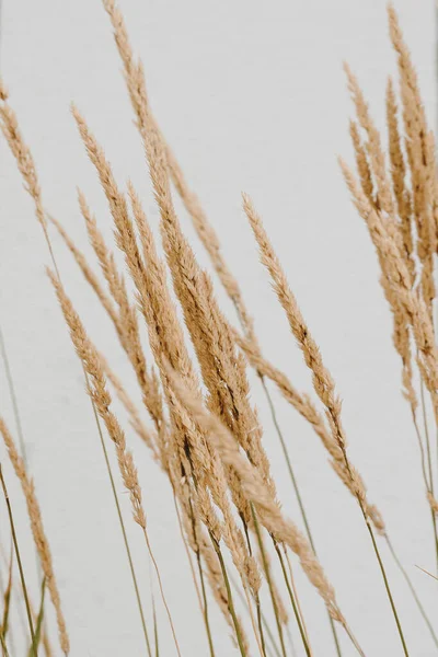 Elegante Dünne Trockene Grashalme Schöner Hintergrund Mit Neutralen Farben Minimales — Stockfoto