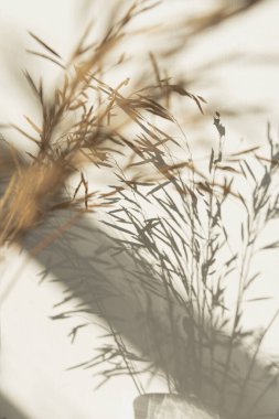 Estetik kurutulmuş bej çimenler, gölgeli duvarda sazlıklar. Minimalist Paris titreşimleri çiçek gibi. Güneş ışığı gölgeleri