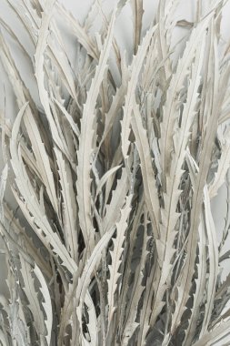 Beyaz arka planda beyaz kurumuş çiçek dalları. Düz konum, üst görünüm minimal çiçek bileşimi