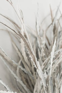 Beyaz arka planda beyaz kurumuş çiçek dalları. Düz konum, üst görünüm minimal çiçek bileşimi