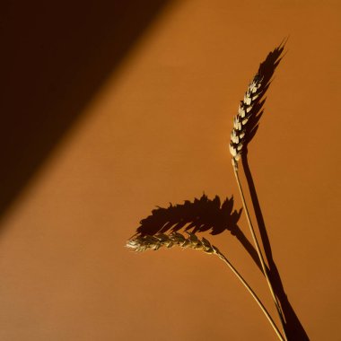 Çavdar, buğday, mısır gevreği, turuncu renkli arka planda yumuşak güneş ışığı gölgeleri. Estetik minimalizm