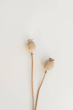 Beyaz arka planda kuru haşhaş kökleri. Estetik minimumda çiçek kompozisyonu. Paris havası. Düz yatış, üst görünüm