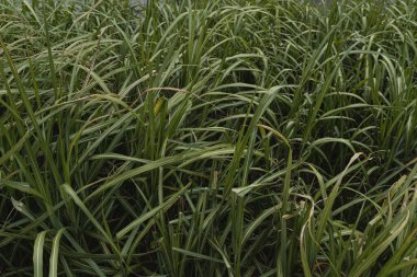 Yeşil çimlere yakın çekim. Doğa arkaplanı