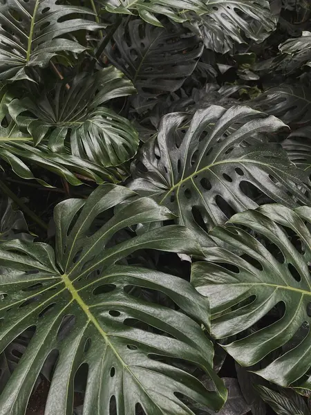 Tropical Exotic Monstera Palm Leaves Background Aesthetic Minimal Floral Composition — Stock Photo, Image