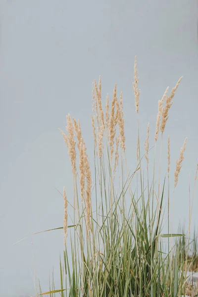 Aesthetic Nature Composition Dries Grass Stems Abstract Natural Background Soft — Stock Photo, Image